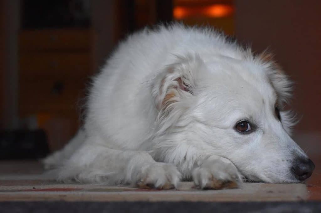 Great pyrenees border collie mix