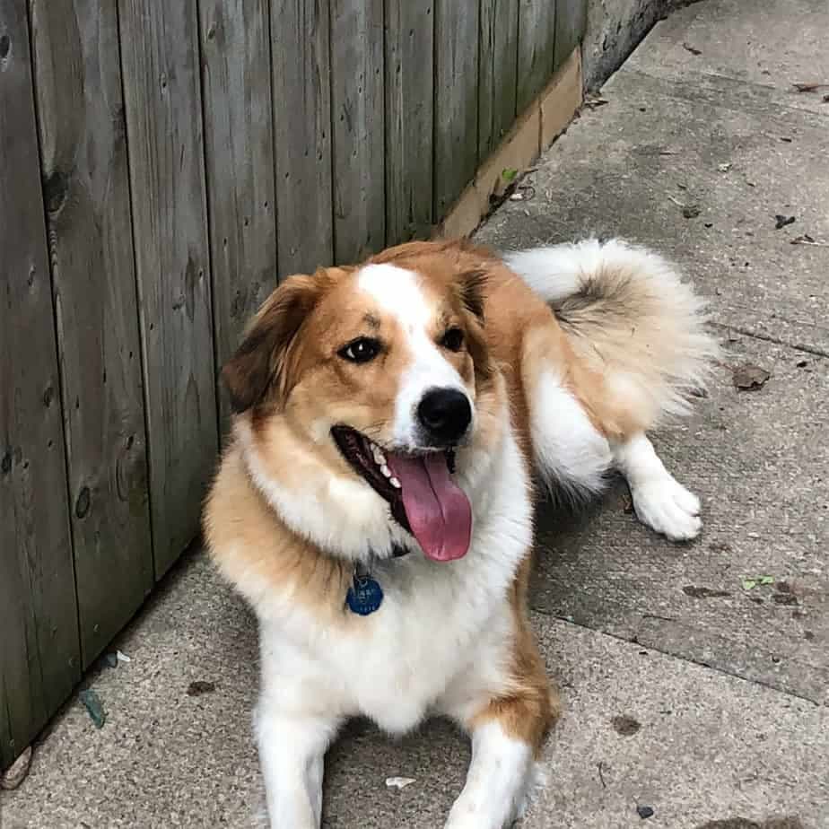 Bernese Mountain Dog Border Collie Mix