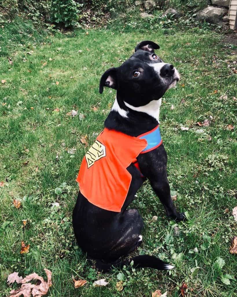 Pitbull border collie mix