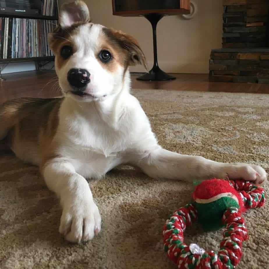 Catahoula border collie mix