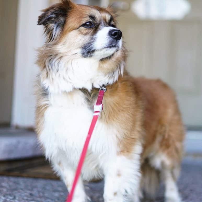 Shih Tzu Border Collie Mix