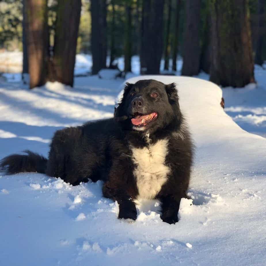 Newfoundland border collie mix