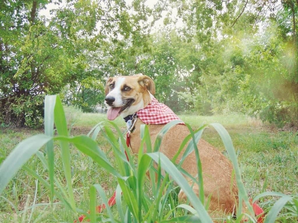 Poodle boxer mix