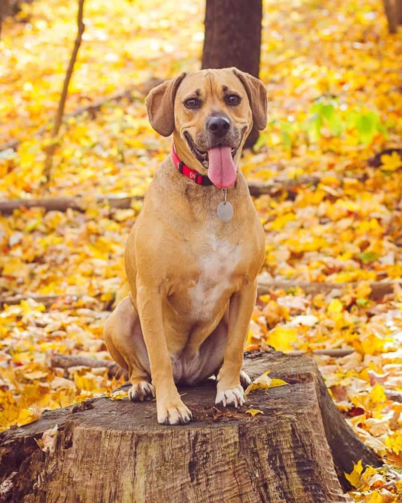 Bull Mastiff Boxer Mix