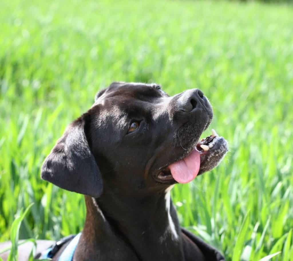 Labrador boxer mix