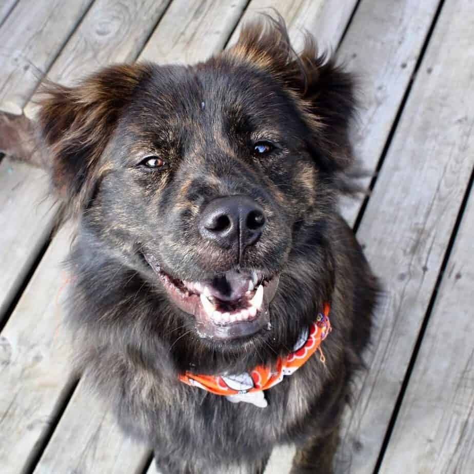 Chow Chow Boxer Mix