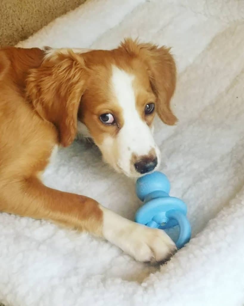 Cocker spaniel boxer mix