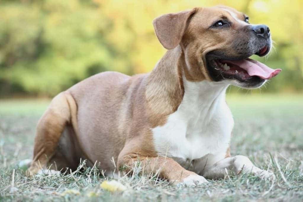 American Bulldog Boxer Mix