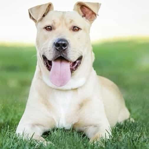 Shar pei boxer mix