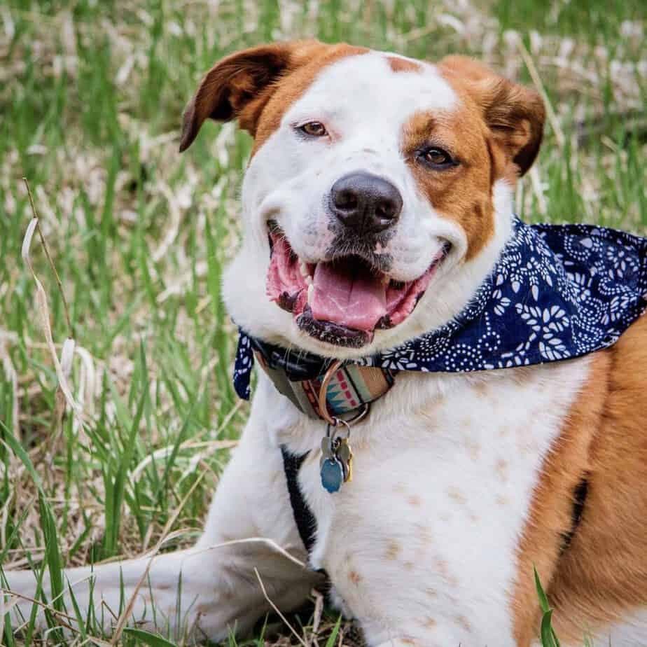 Blue Heeler Boxer Mix