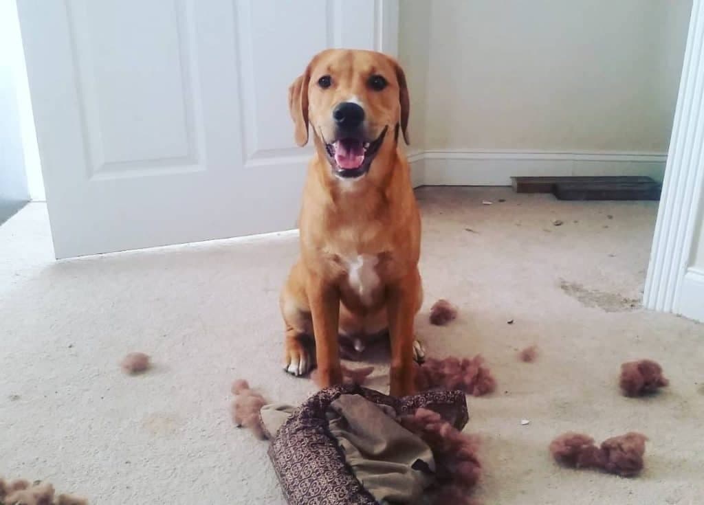 Golden Retriever Boxer Mix