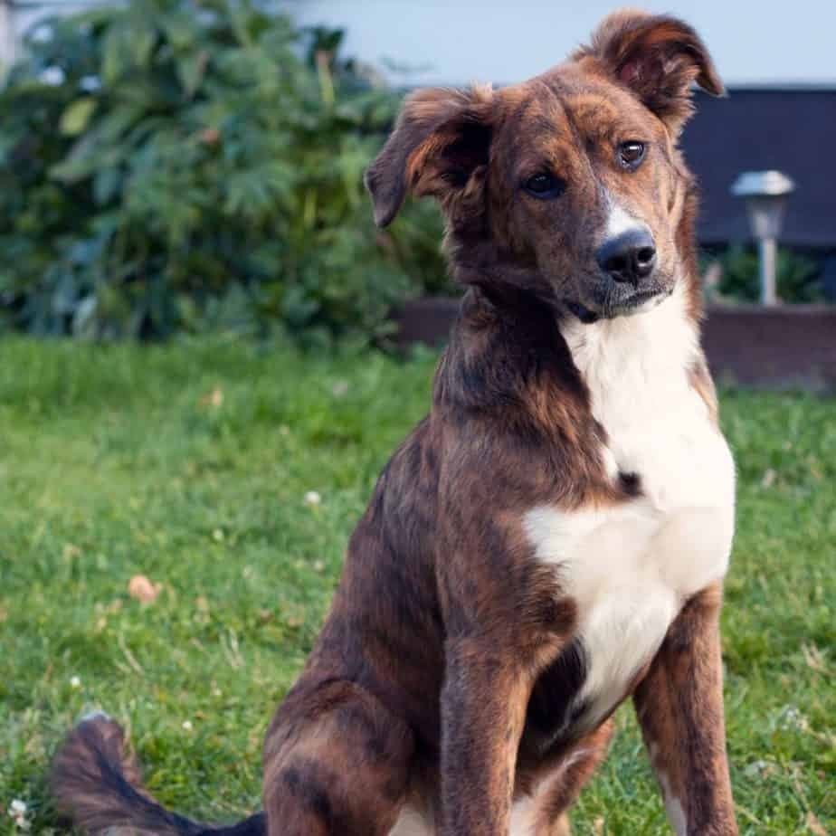 Bernese Mountain Dog Boxer Mix