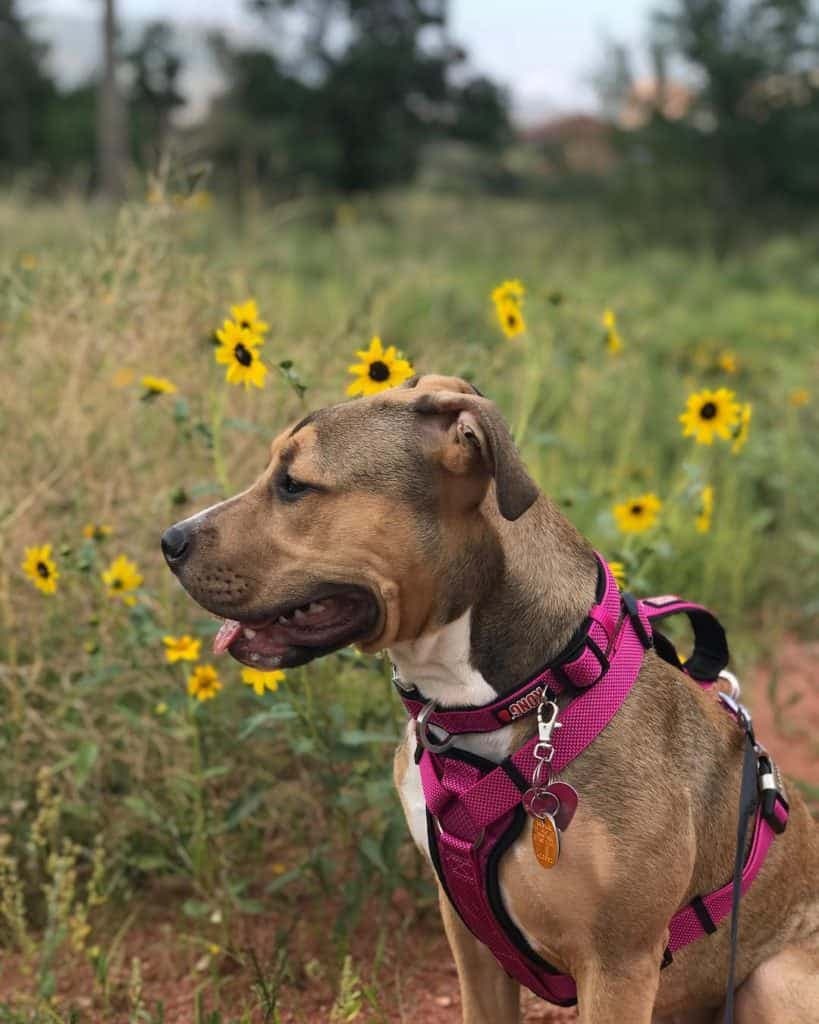 Pitbull Boxer Mix