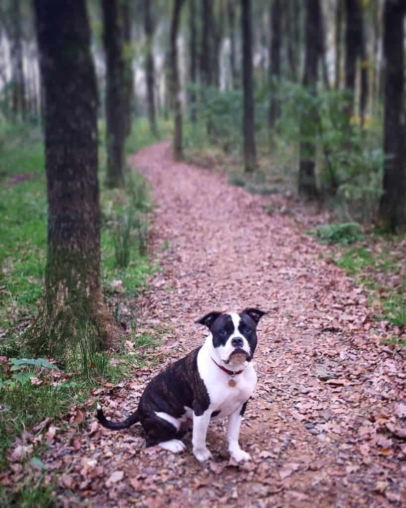 French bulldog boxer mix