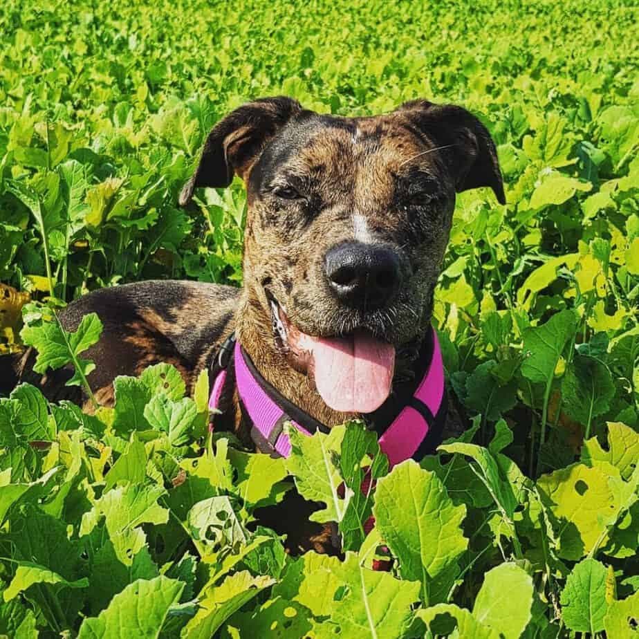 Catahoula boxer mix