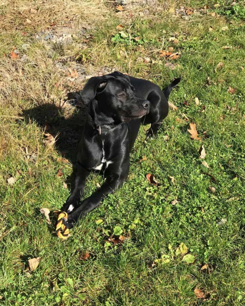 Newfoundland boxer mix