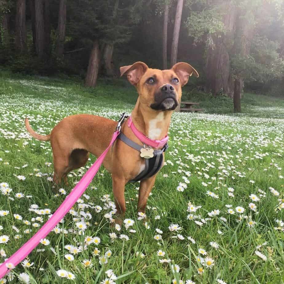 Australian shepherd boxer mix