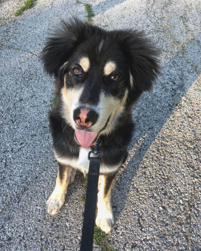 Husky Mastiff Mix