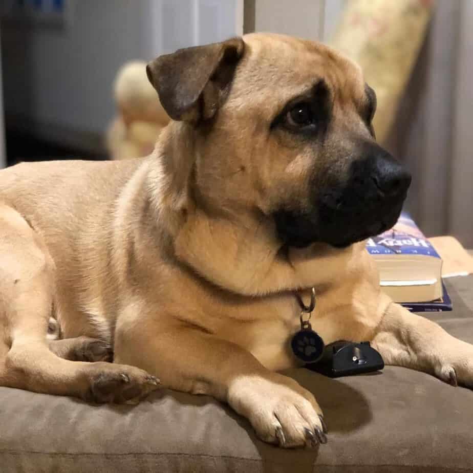 Corgi Mastiff Mix