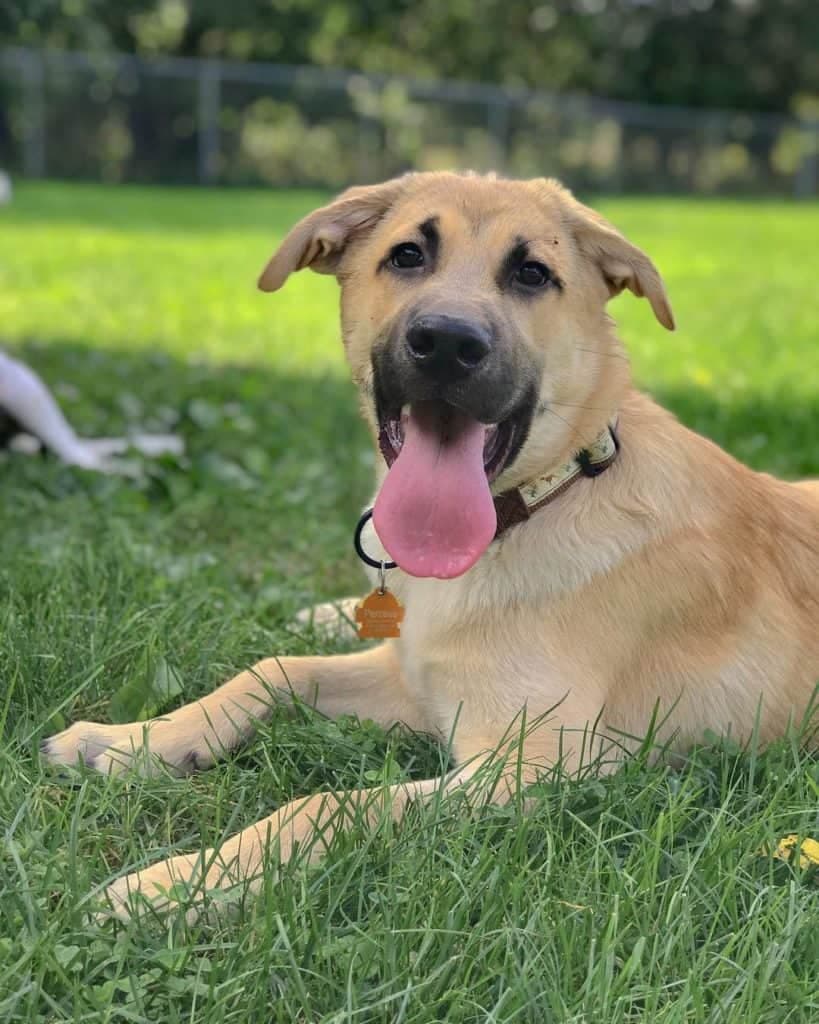 German Shepherd Mastiff Mix