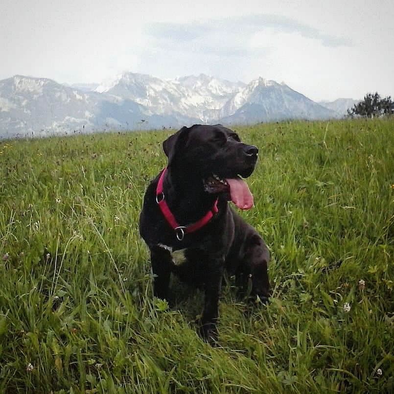 Labrador Mastiff Mix