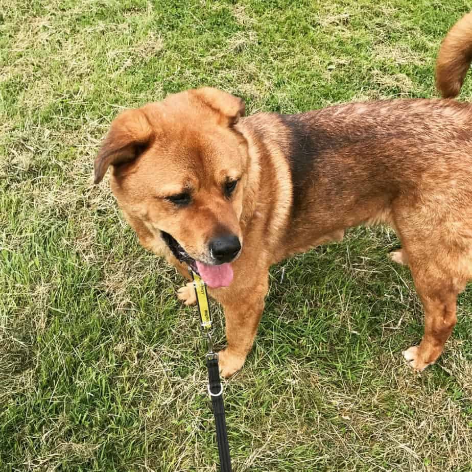 Chow Chow Mastiff Mix