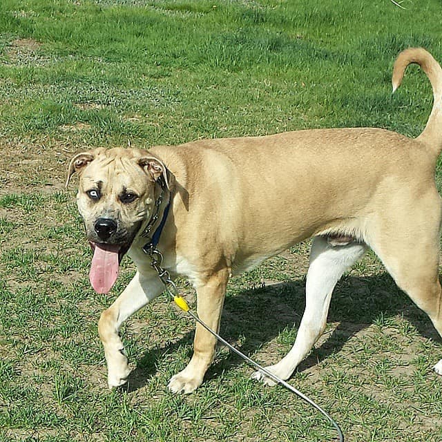  Australian Shepherd Mastiff Mix