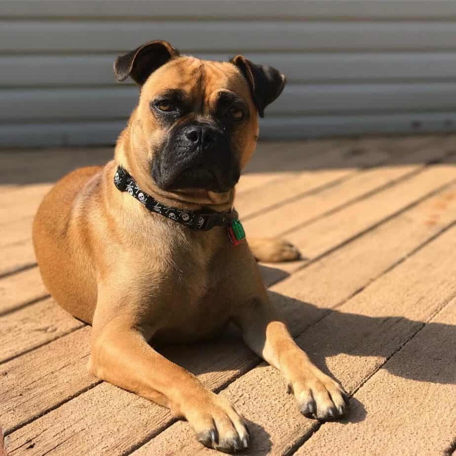 Pug Mastiff Mix