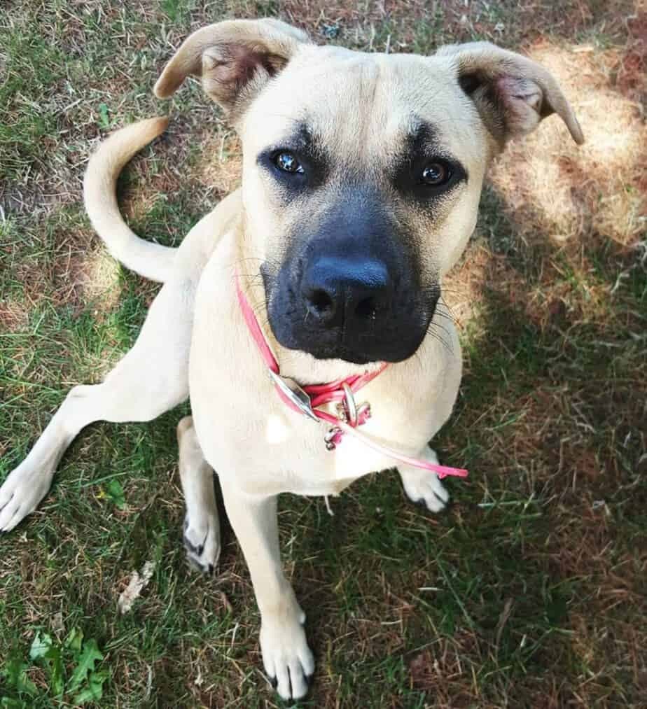 Cocker spaniel mastiff mix