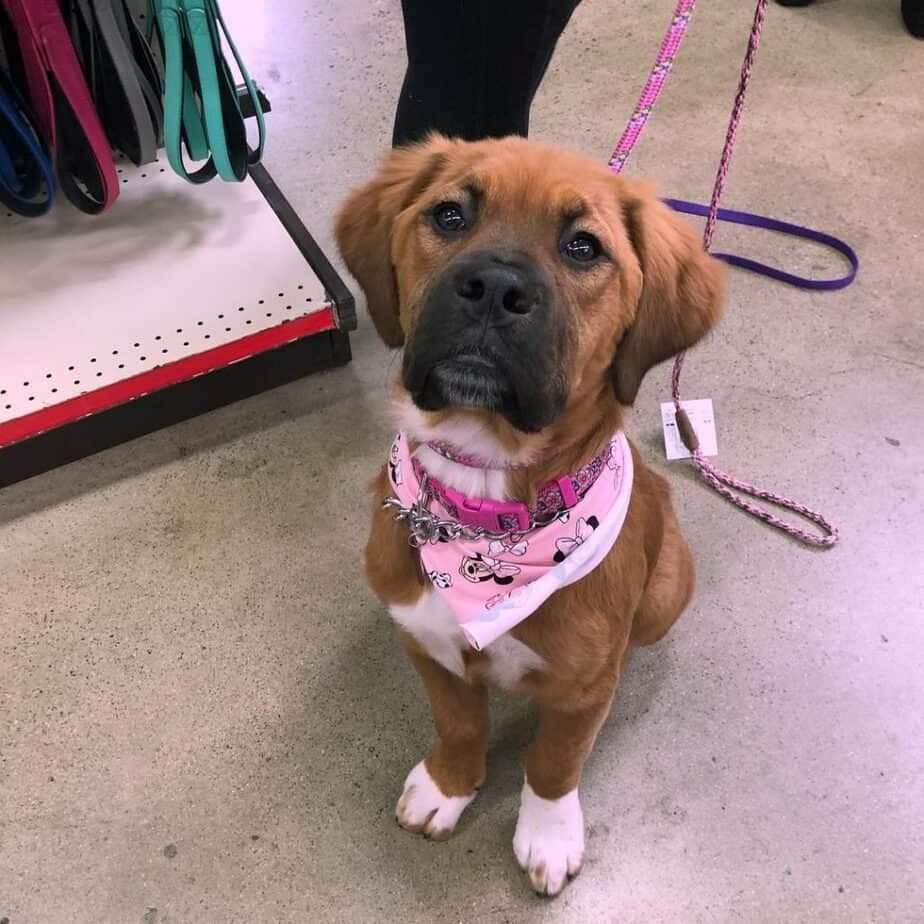 St. Bernard Mastiff Mix