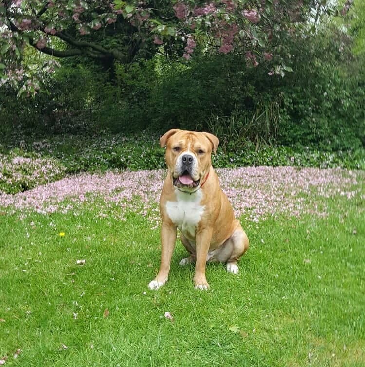 American Bulldog Mastiff Mix