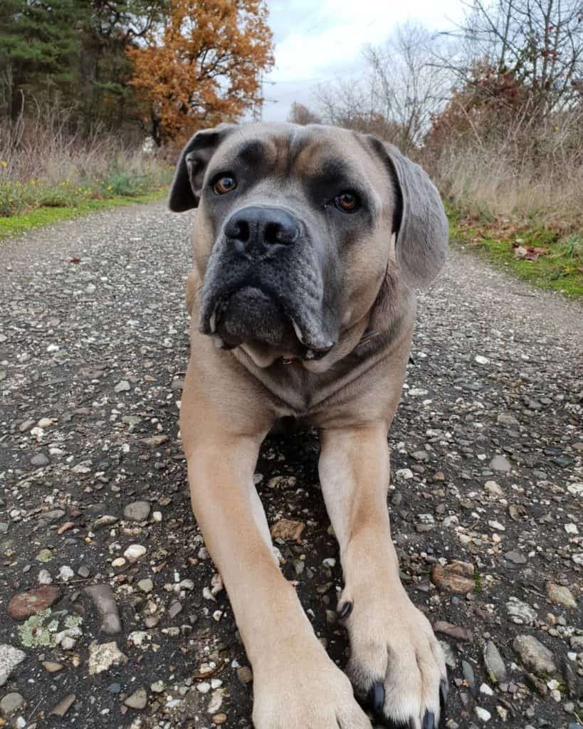 Cane corso mastiff mix