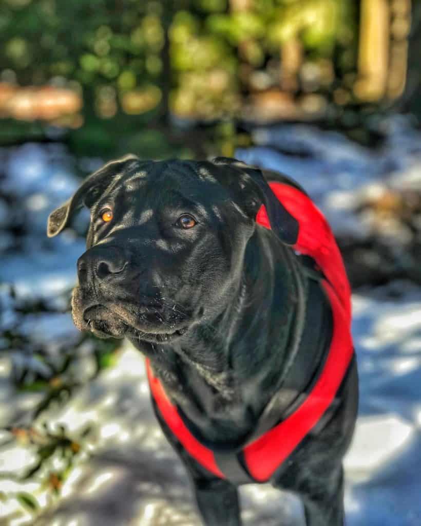 Shar Pei Mastiff Mix