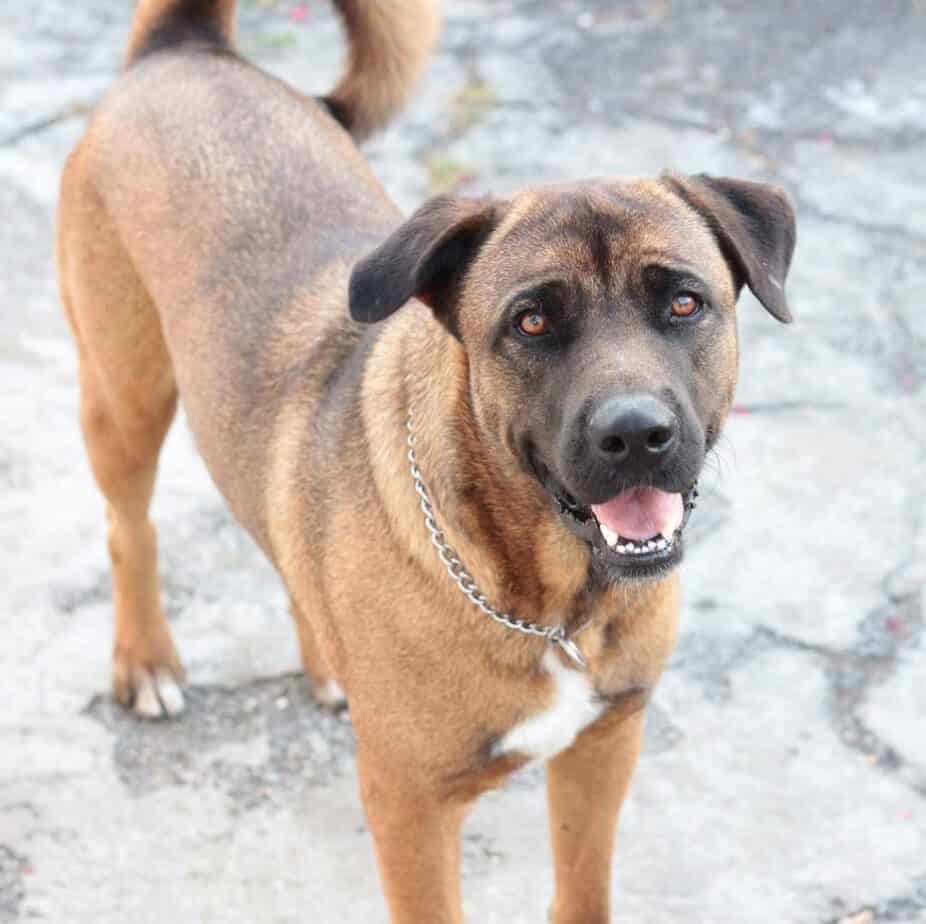 Akita Mastiff Mix