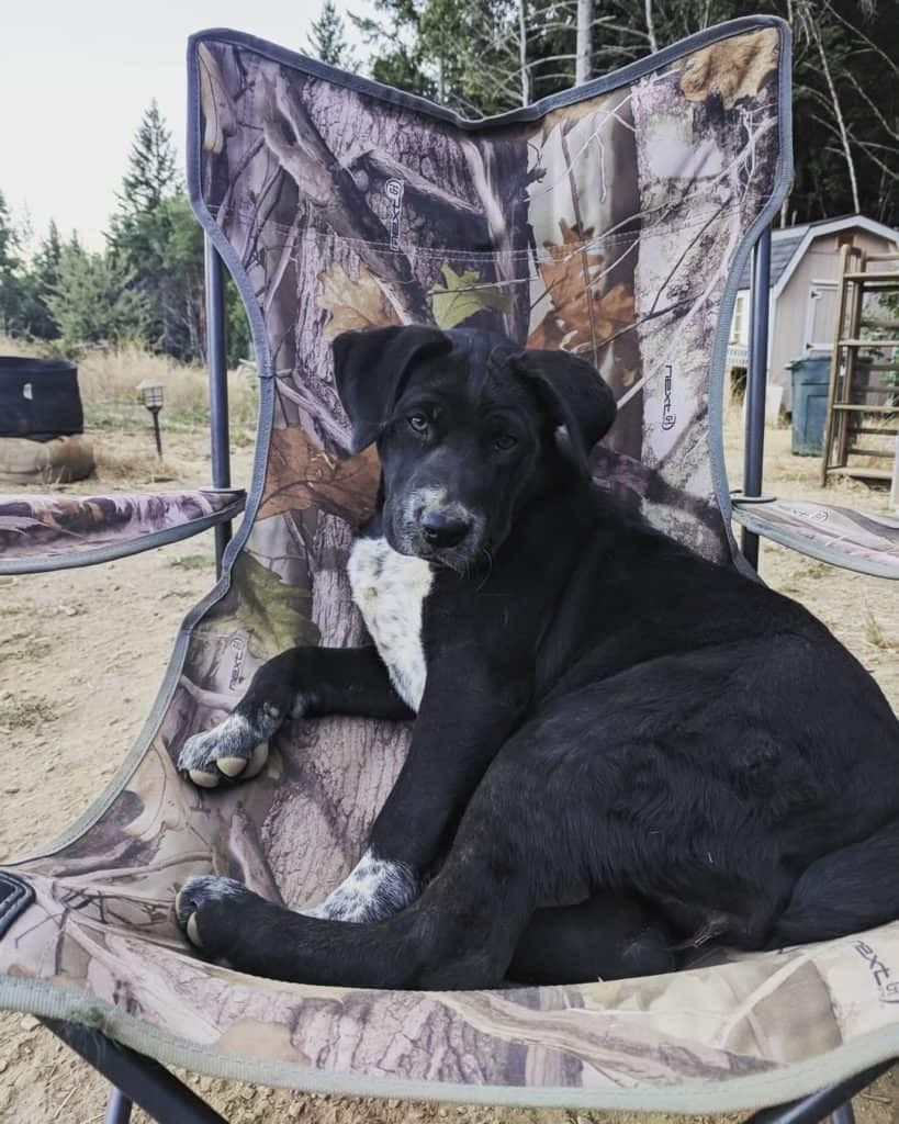 Blue heeler mastiff mix