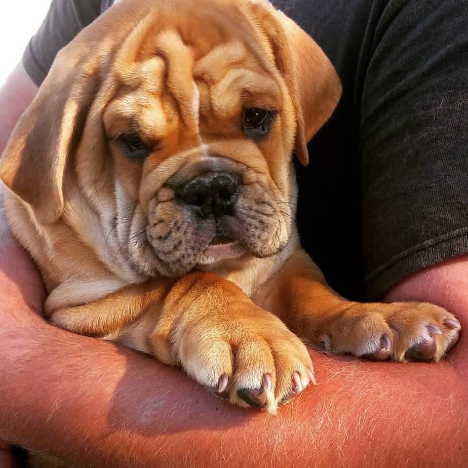 English bulldog mastiff mix