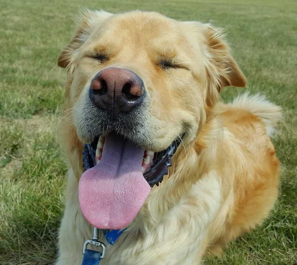 Golden retriever mastiff mix