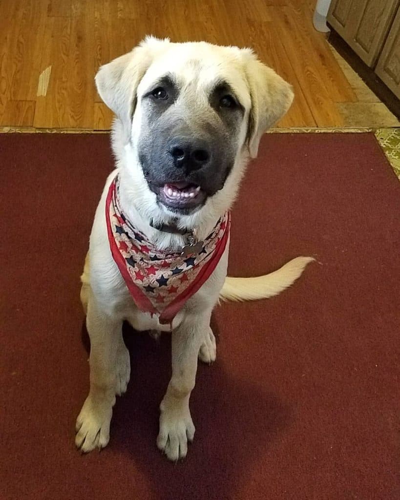 Great Pyrenees Mastiff Mix