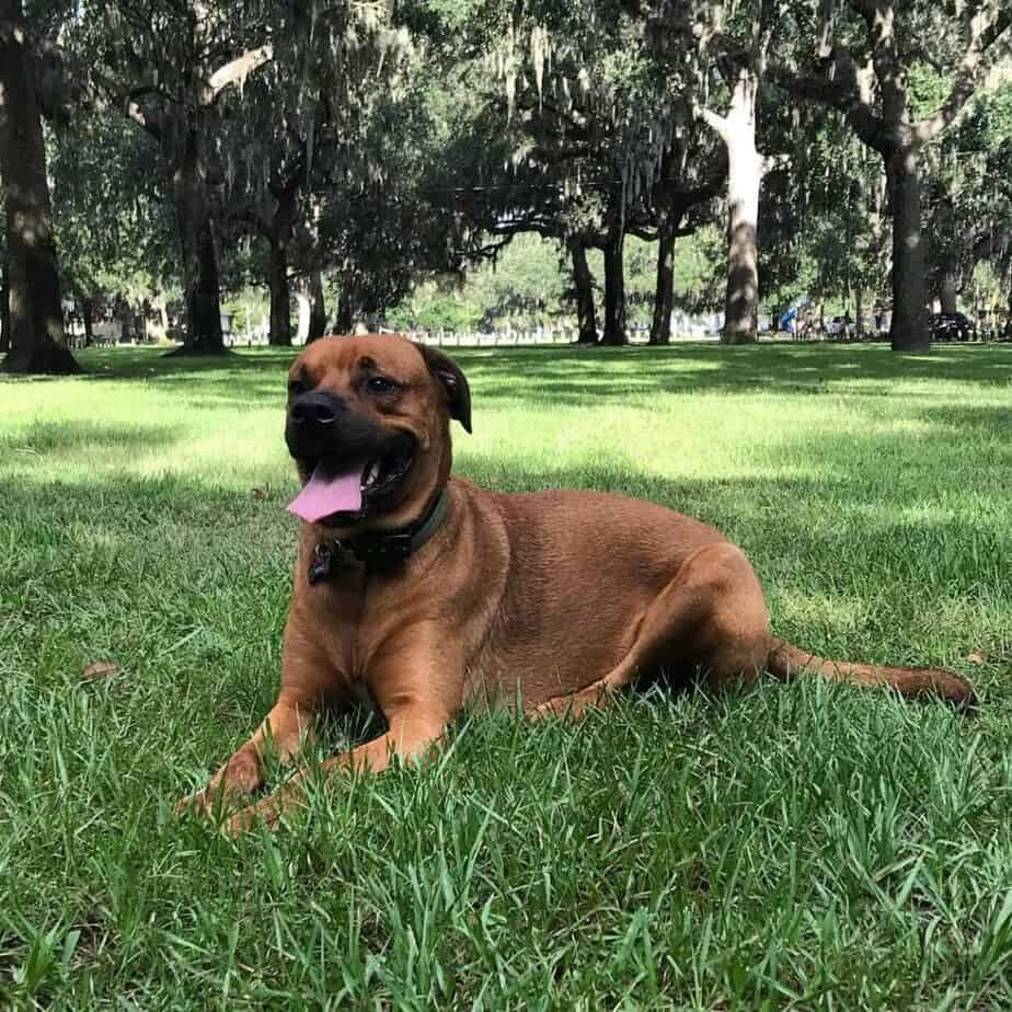 Rhodesian ridgeback mastiff mix