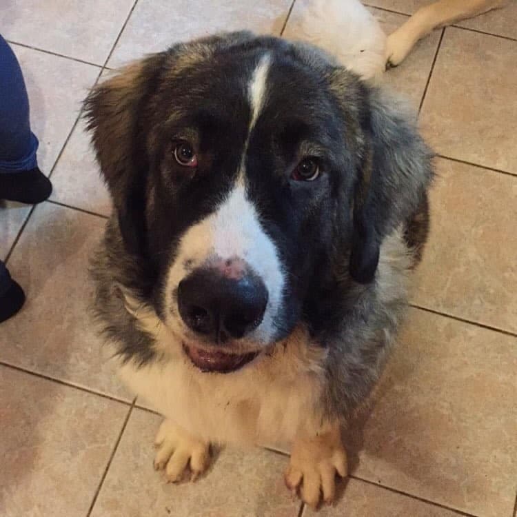 Bernese mountain dog mastiff mix