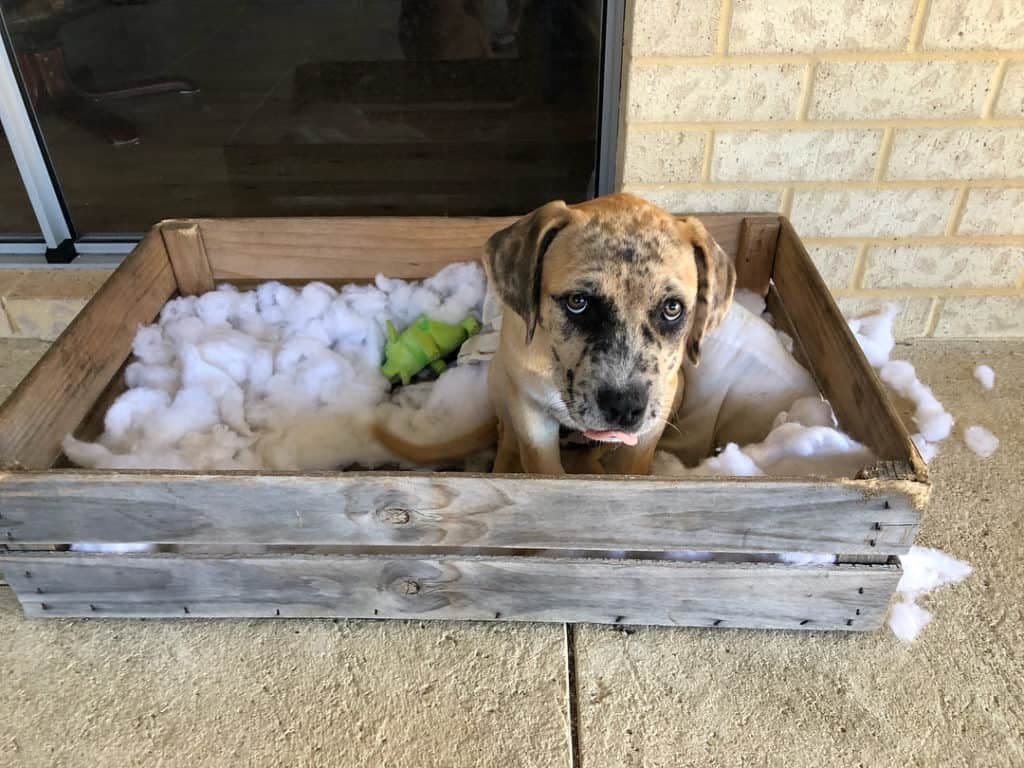 Catahoula Mastiff Mix