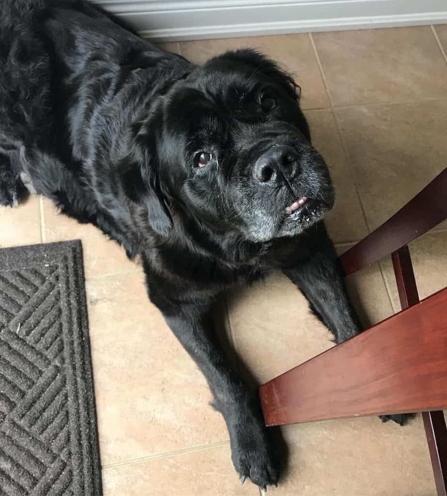 Newfoundland Mastiff Mix