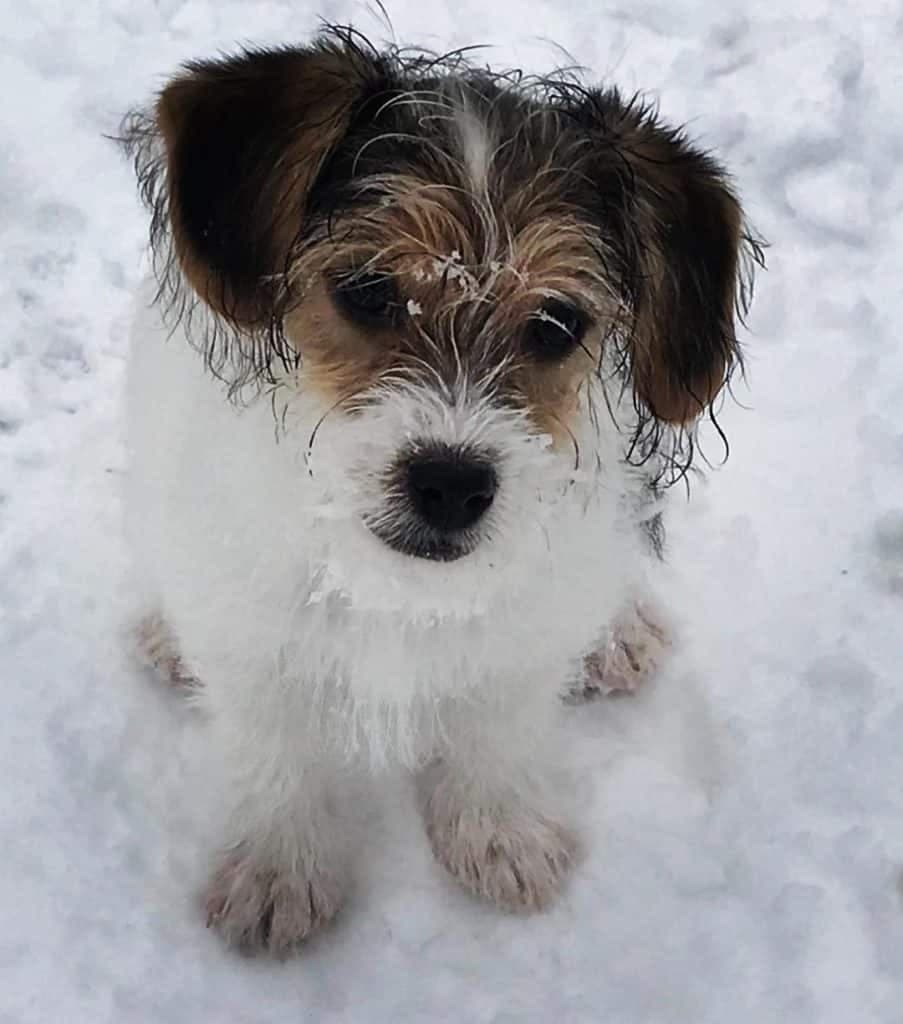 Beagle havanese mix