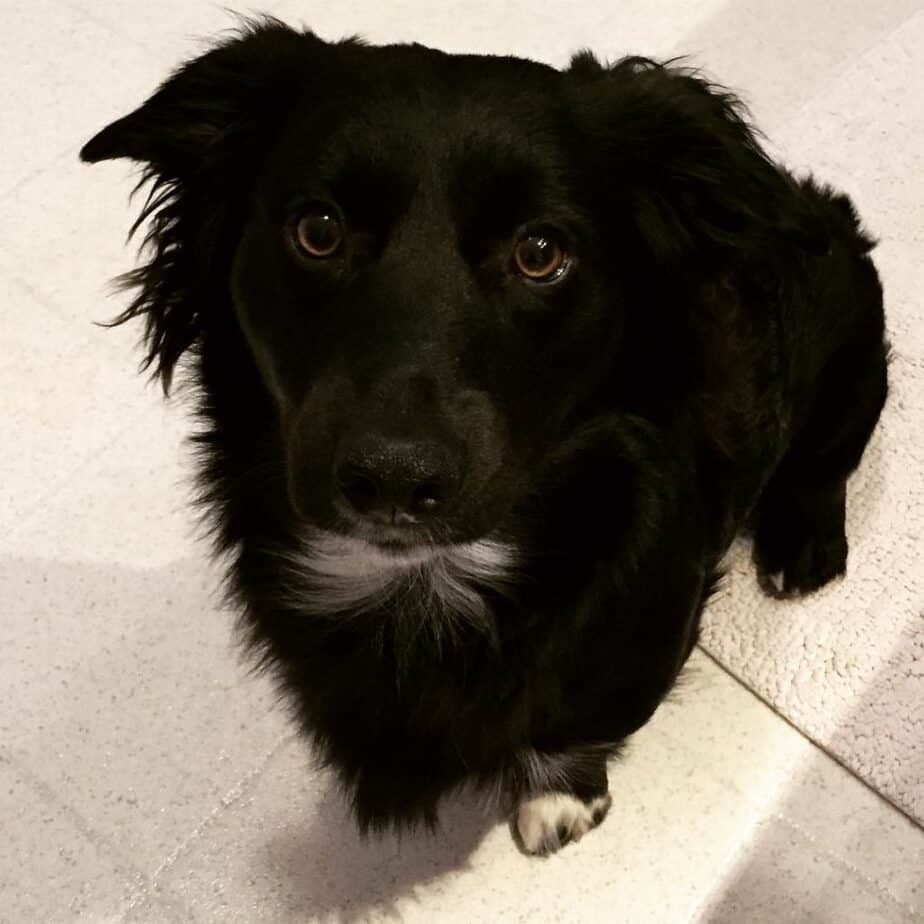 Border collie havanese mix