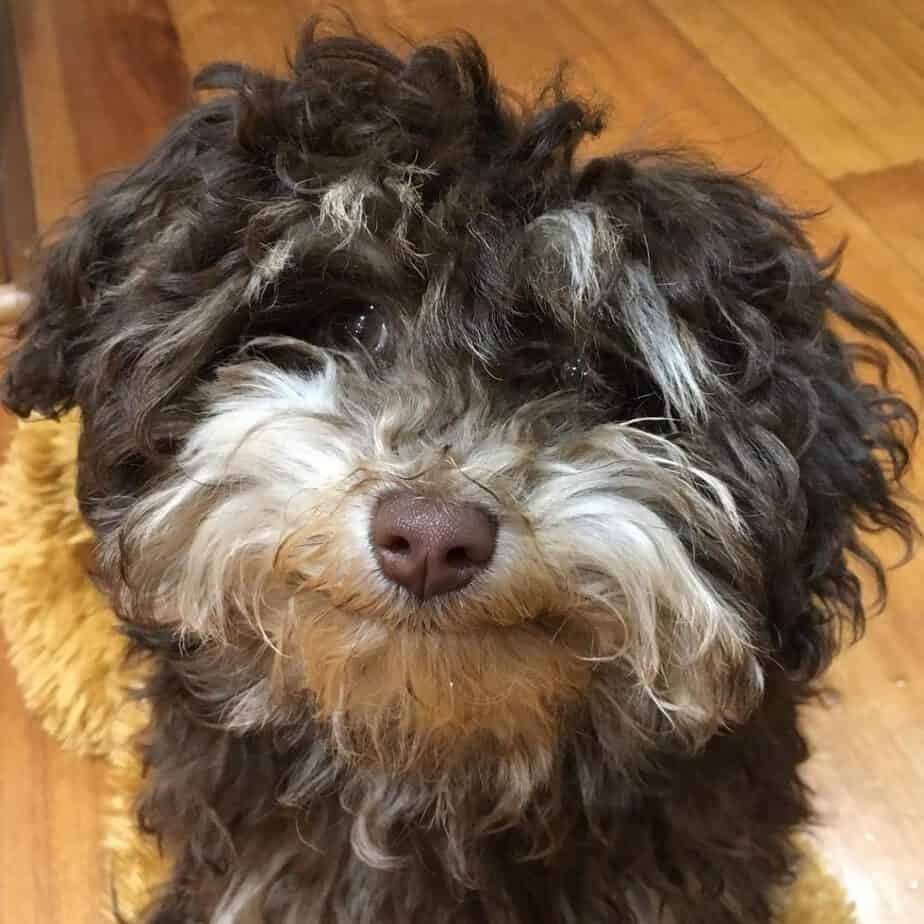 Australian Shepherd Havanese Mix