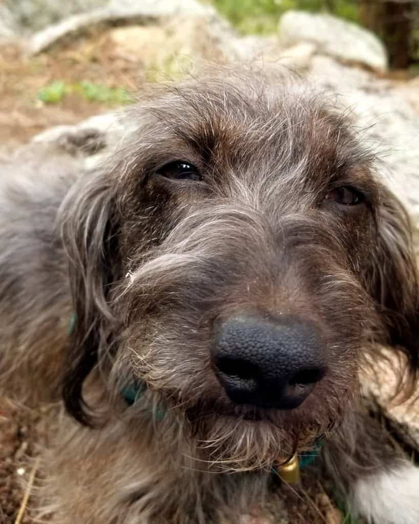 Dachshund Havanese Mix