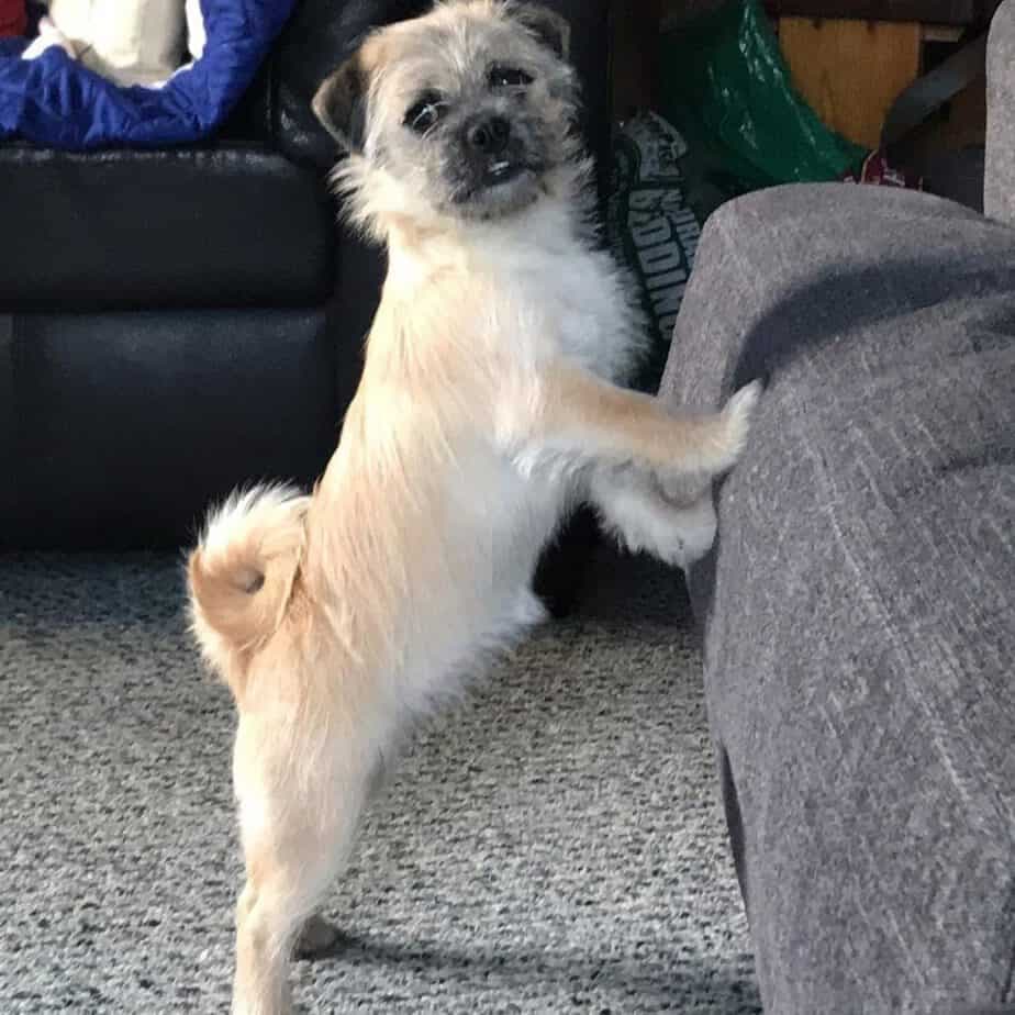 Pug Havanese Mix