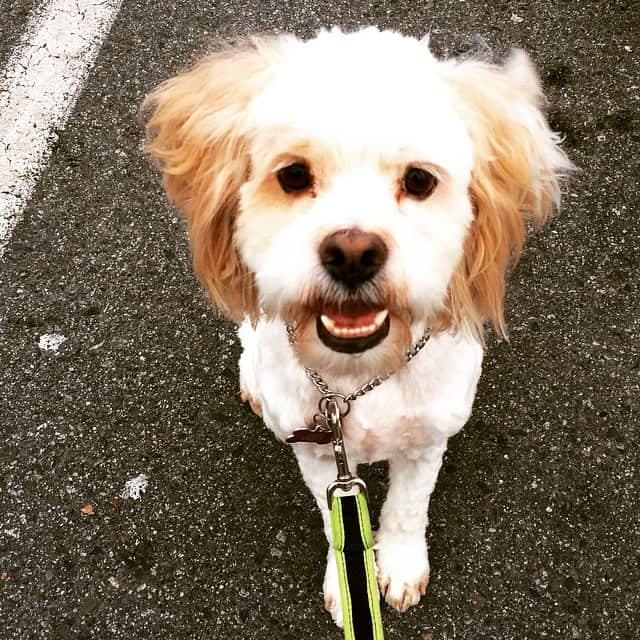 Cocker spaniel havanese mix