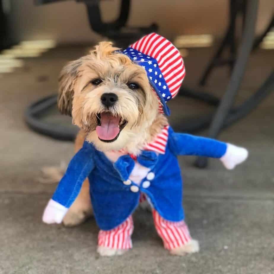 American Bulldog Havanese Mix