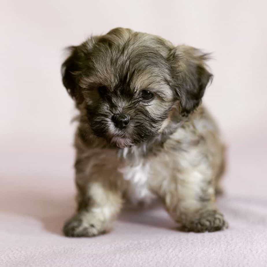 Shih Tzu Havanese Mix